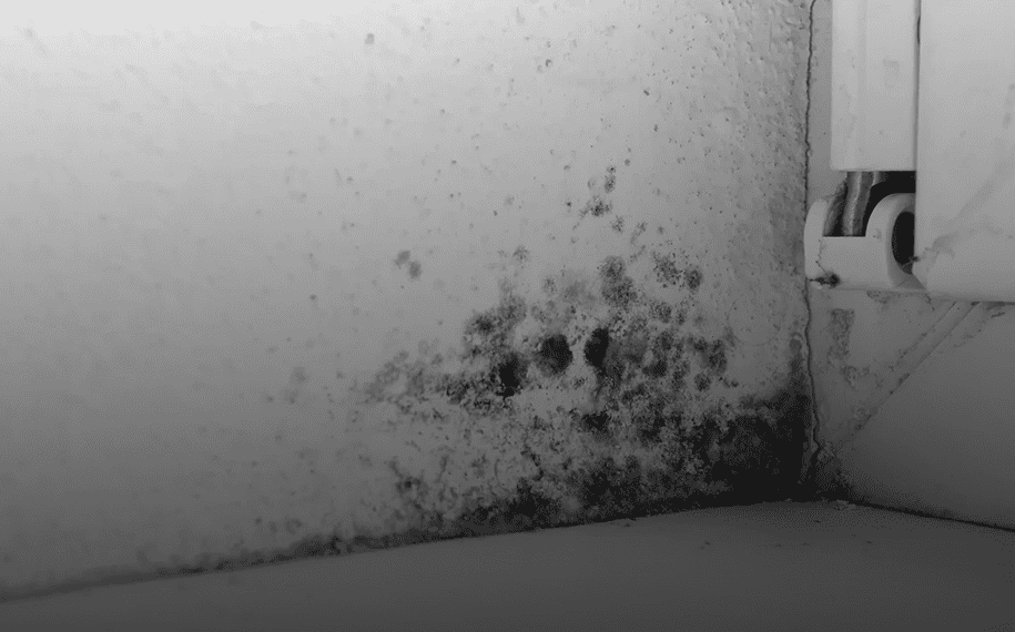 Wall corner with mold spots